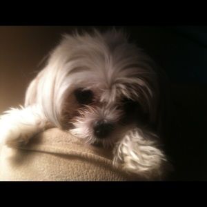 Chanel , my love ❤️❤️❤️